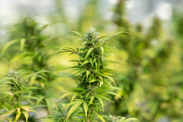 Featured image for “Cannabis Concentrates Guide: Exploring Types and Uses”