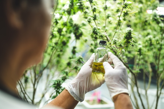 Featured image for “Top THC Concentrates: A Guide to Potency and Purity”
