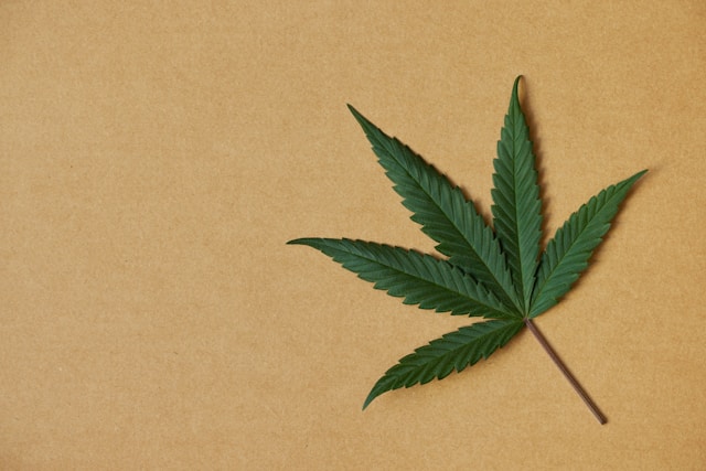 Featured image for “Storing Cannabis Concentrates: Essential Preservation Tips”