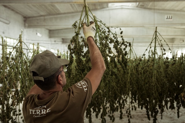 Featured image for “How to Dry Cannabis: Expert Tips for Perfect Curing”